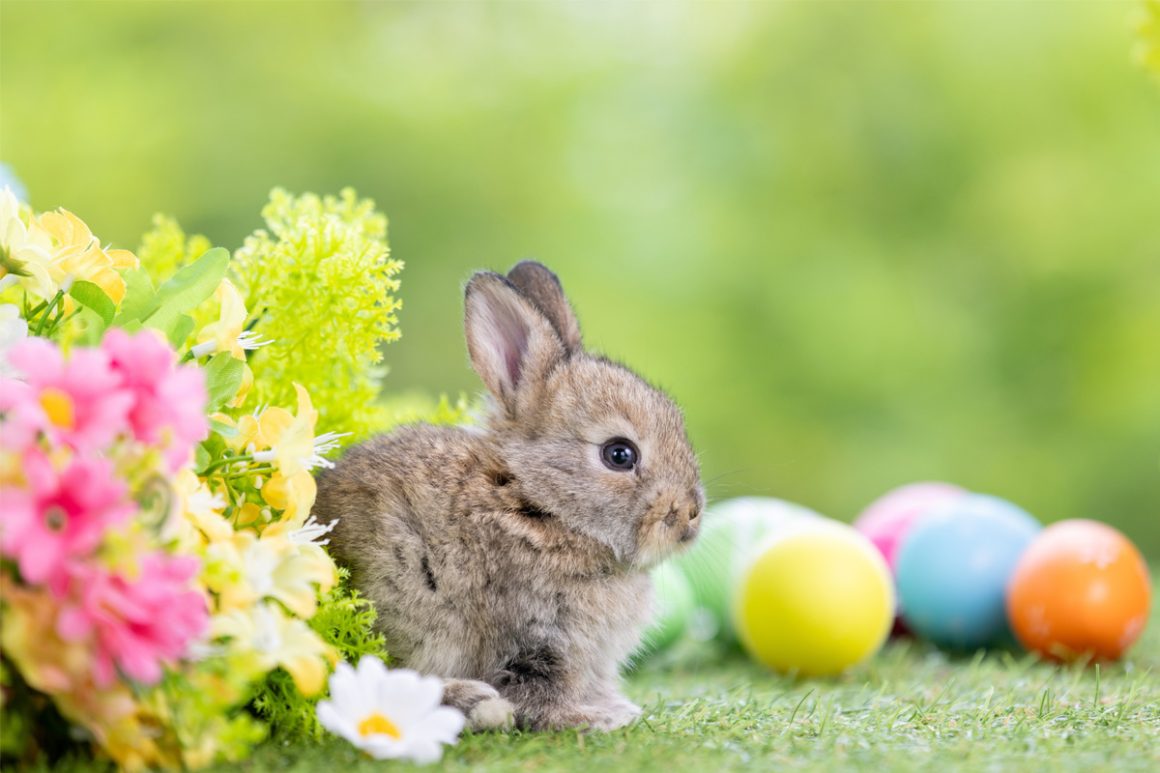 wielkanocny zajączek