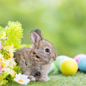 wielkanocny zajączek