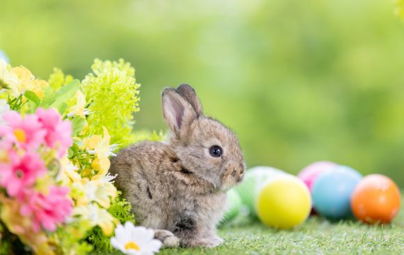 wielkanocny zajączek